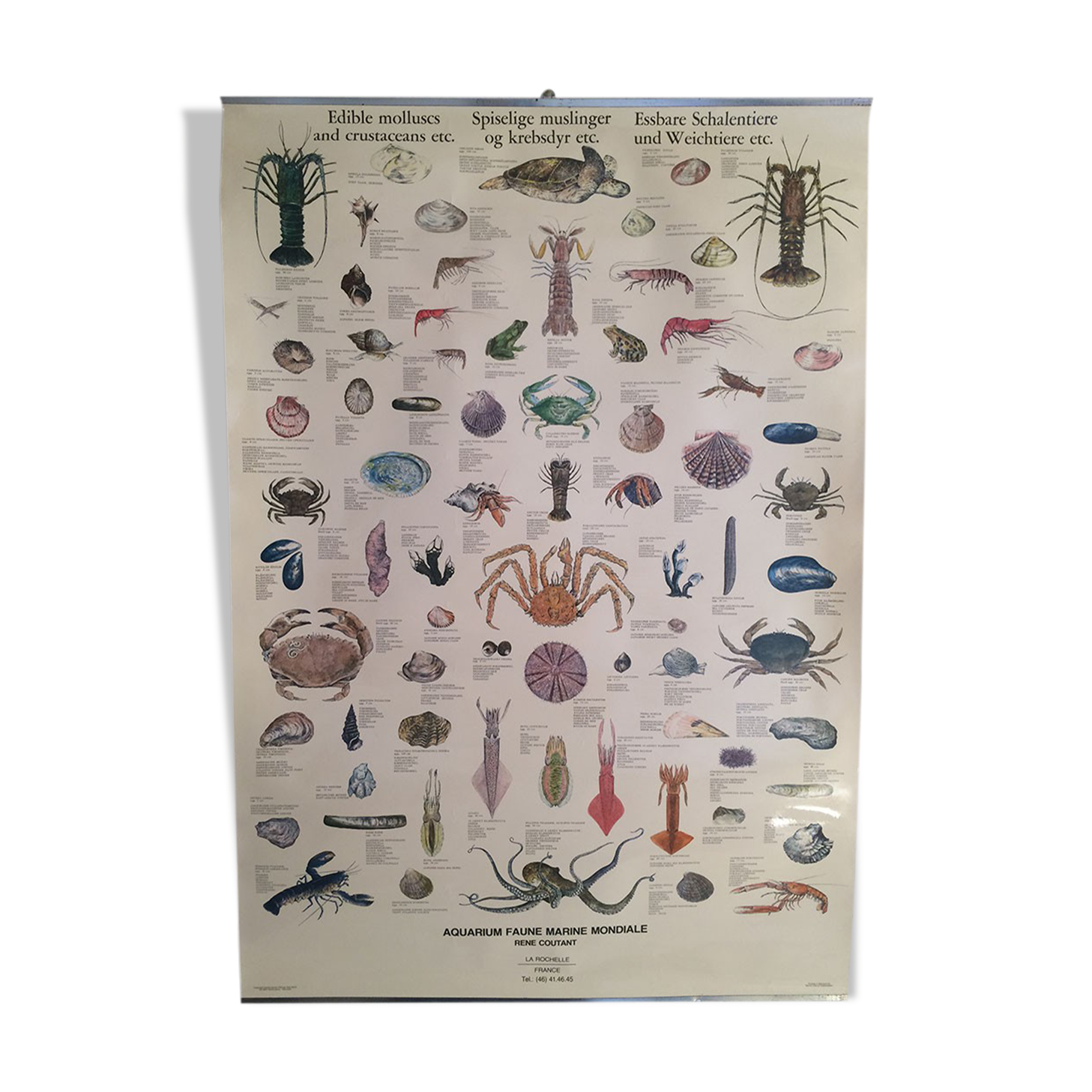 Original vintage marine wildlife poster, 80s