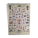 Original vintage marine wildlife poster, 80s