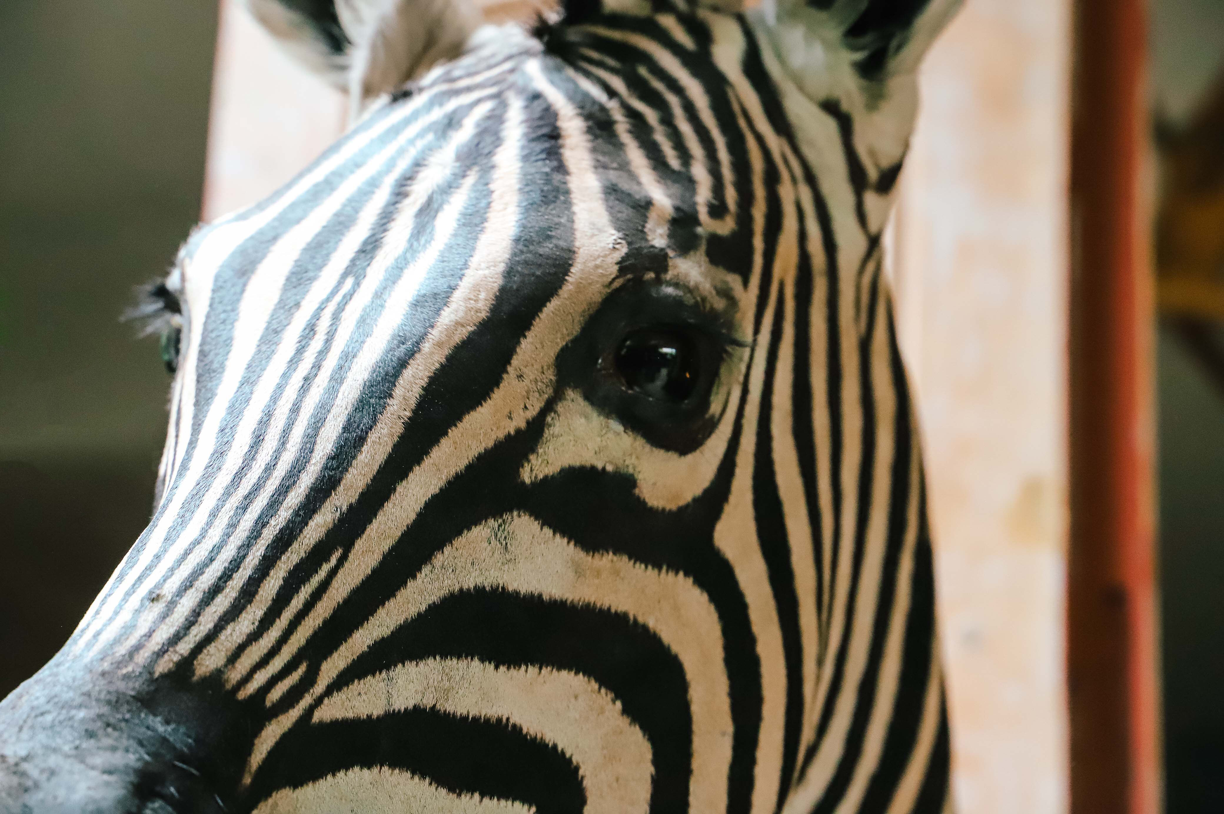 Zebra Taxidermy Set