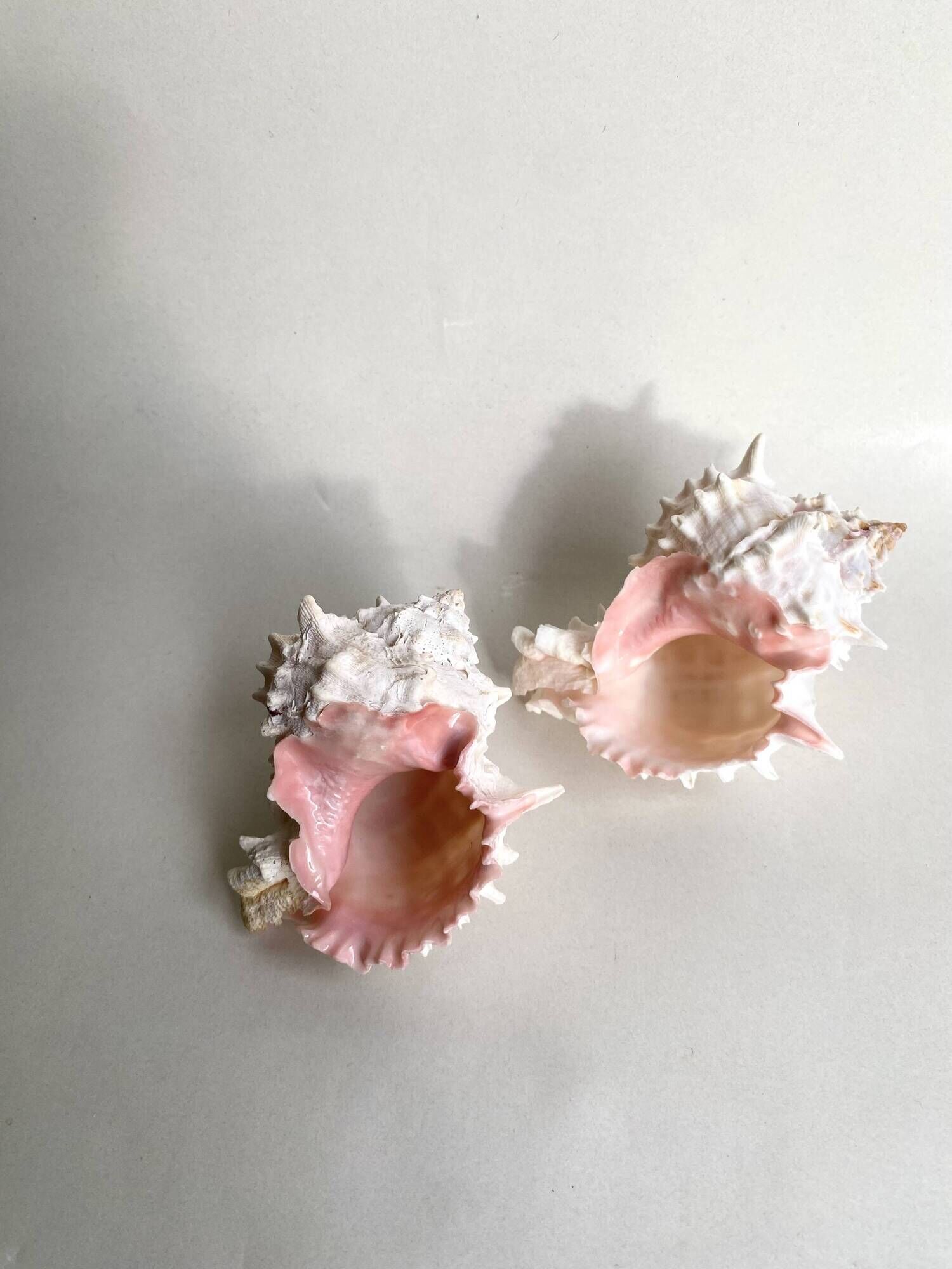 Set Murex Rameux shells