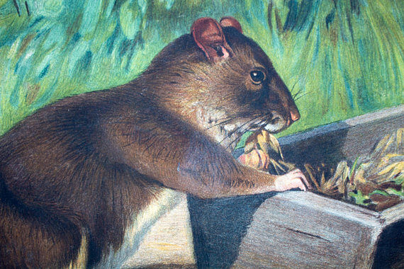 Poster "Mouse" educational graphic A. Wagner 1923