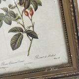 Lithograph PJ Redouté