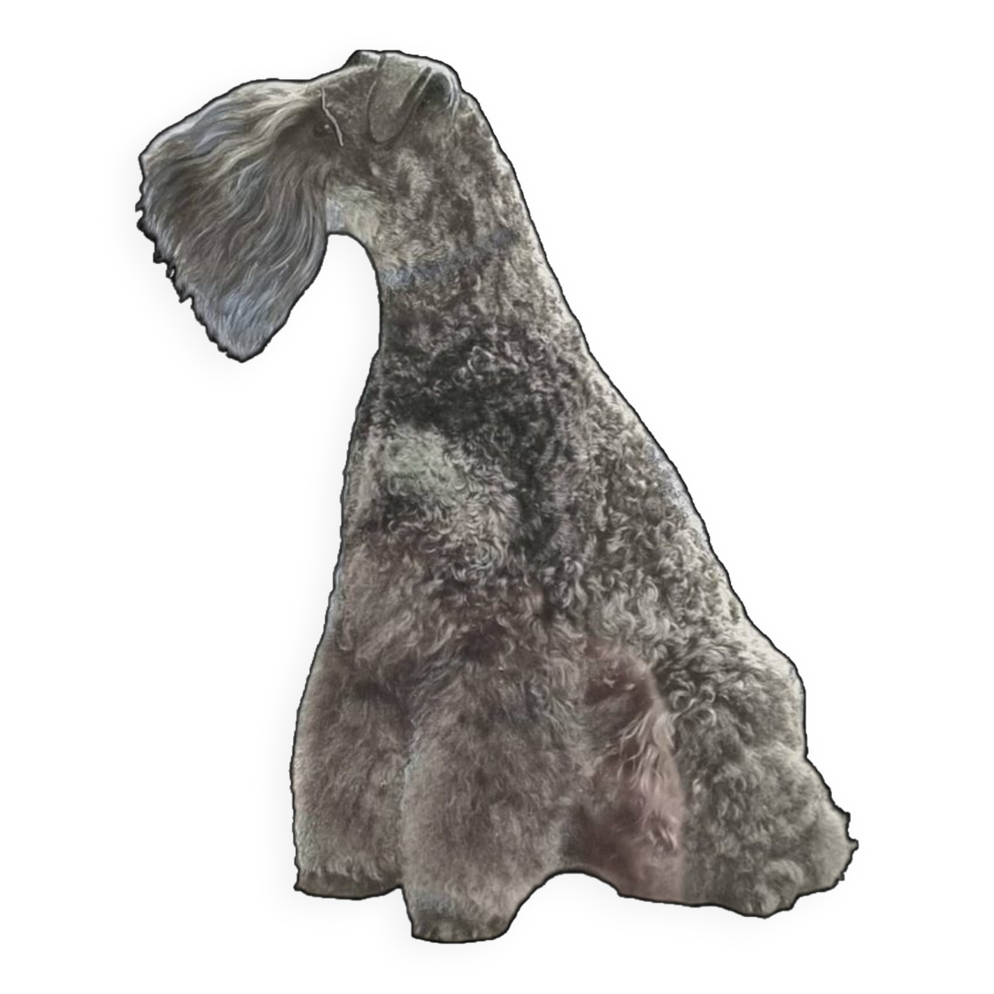 Black and white silver print, xanine silhouette, signed (Dim) Henri Dimont, 32 x 25 cm