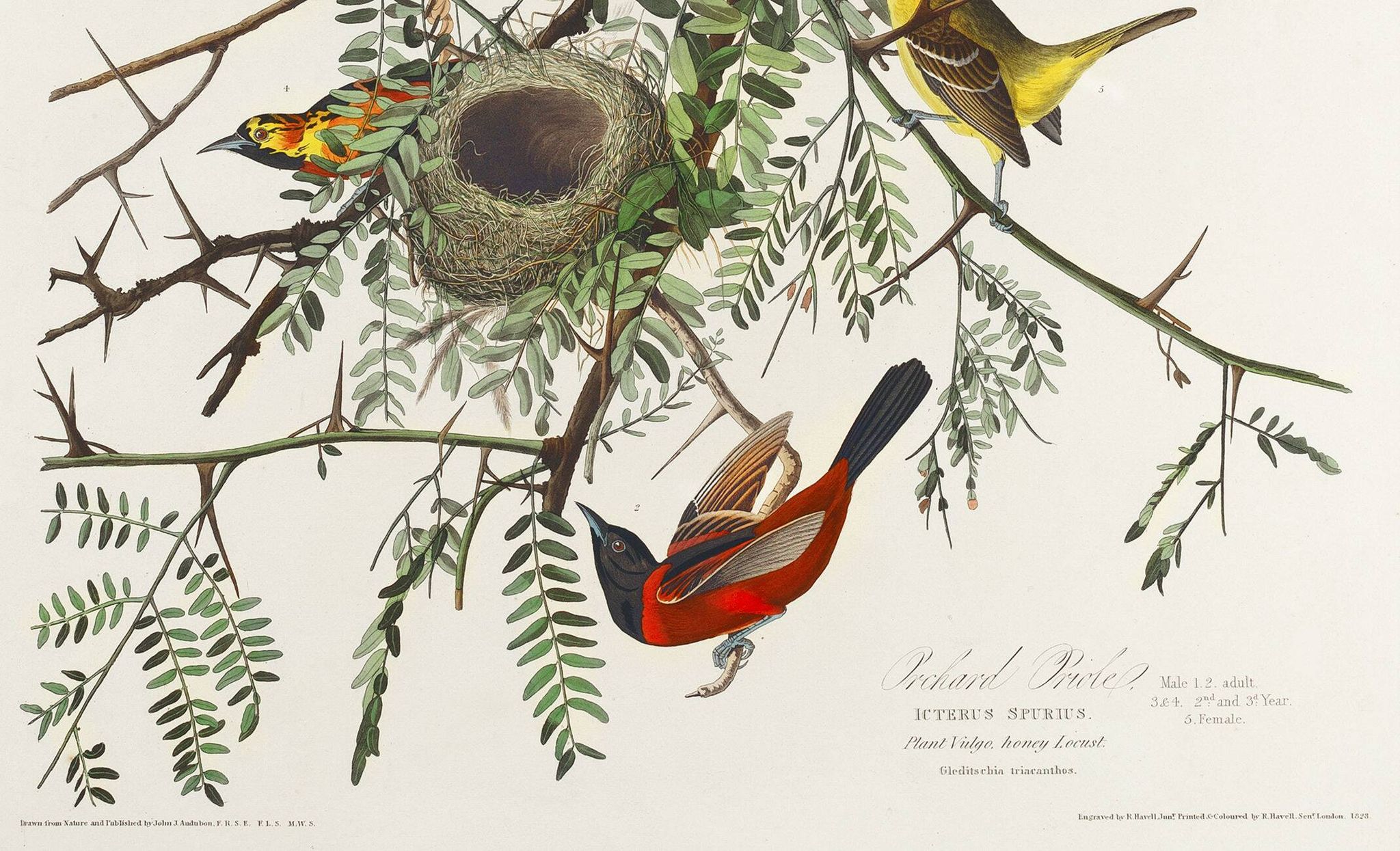 Affiche sur l’Oriole, d’après une gravure ancienne de 1827.