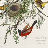 Poster about the Oriole, based on an old engraving from 1827.