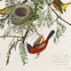 Poster about the Oriole, based on an old engraving from 1827.