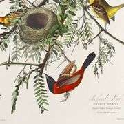 Affiche sur l’Oriole, d’après une gravure ancienne de 1827.