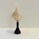 Antique Murex Ramosus Shell on a turned wooden base Napoleon III 19th century
