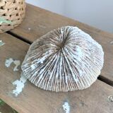 Coral of the Phillipines