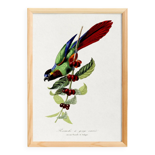 Affiche sur la perruche, d’après une gravure ancienne de 1842.