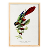 Poster about the parakeet, based on an old engraving from 1842.