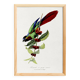 Poster about the parakeet, based on an old engraving from 1842.