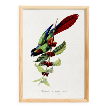 Affiche sur la perruche, d’après une gravure ancienne de 1842.