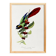 Poster about the parakeet, based on an old engraving from 1842.