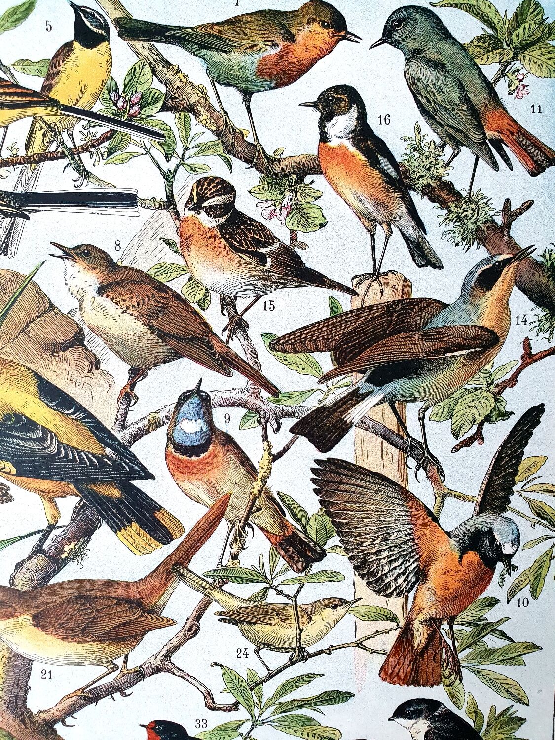 Duo de planches oiseaux