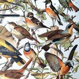 Duo de planches oiseaux