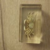 Crustacean in resin block