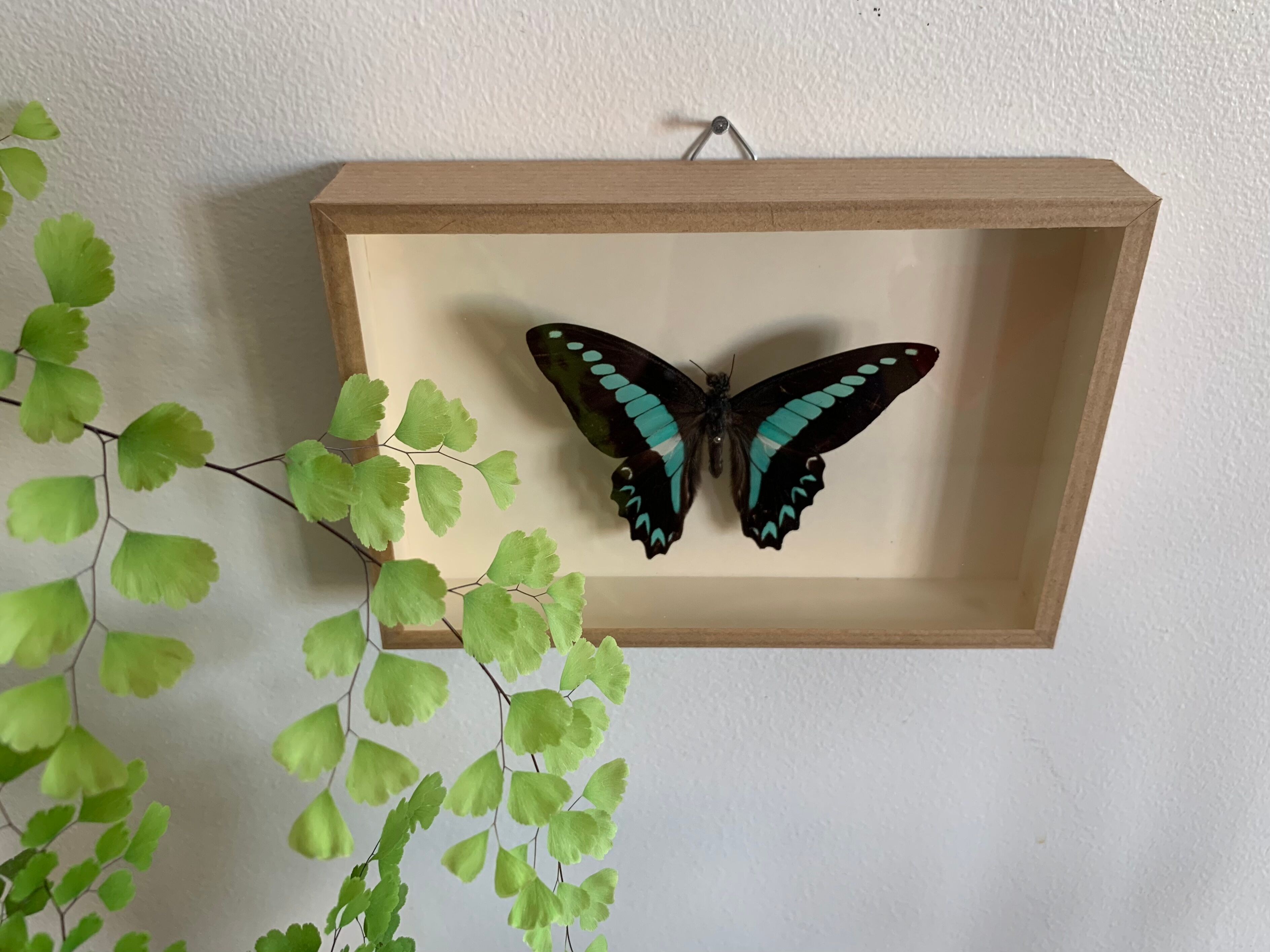 Naturalized butterfly / cabinet of curiosities