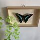 Naturalized butterfly / cabinet of curiosities