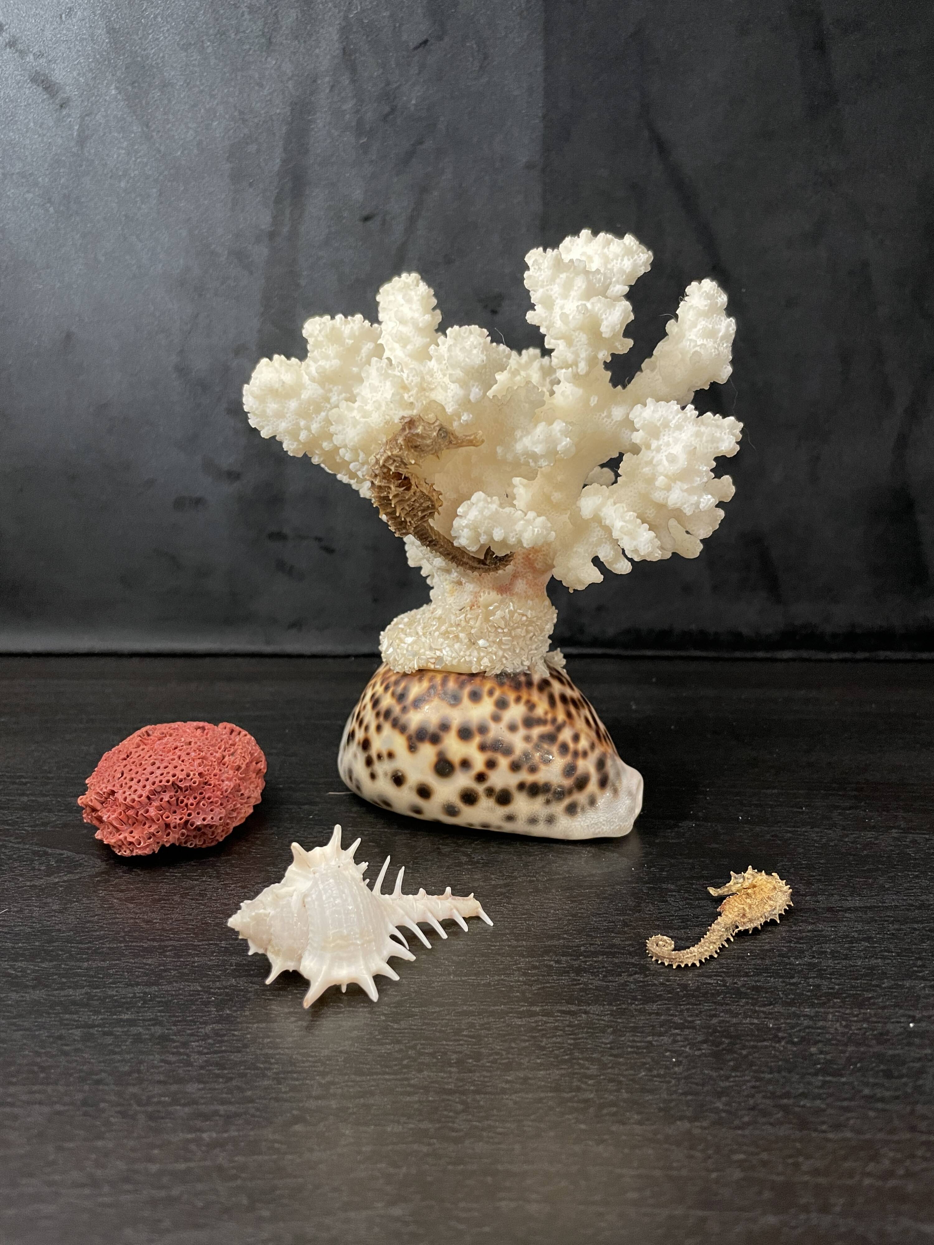 Marine curiosities (coral, seahorses, shells)