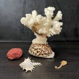 Curiosités marines (Coraïl, hippocampes, coquillages)
