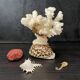 Marine curiosities (coral, seahorses, shells)