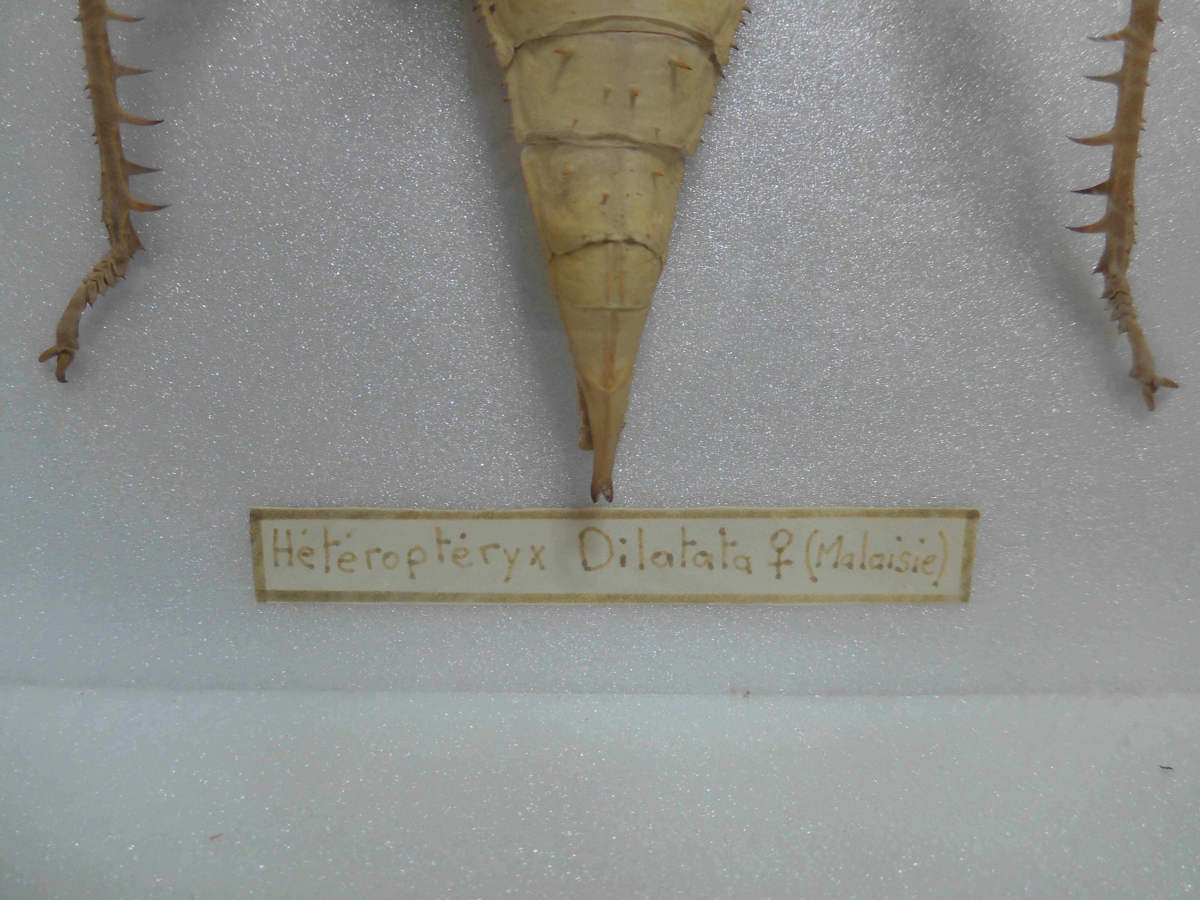 Male giant Grasshopper under glass