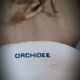 Orchid Compotier