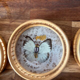 Set of 6 under glass butterfly