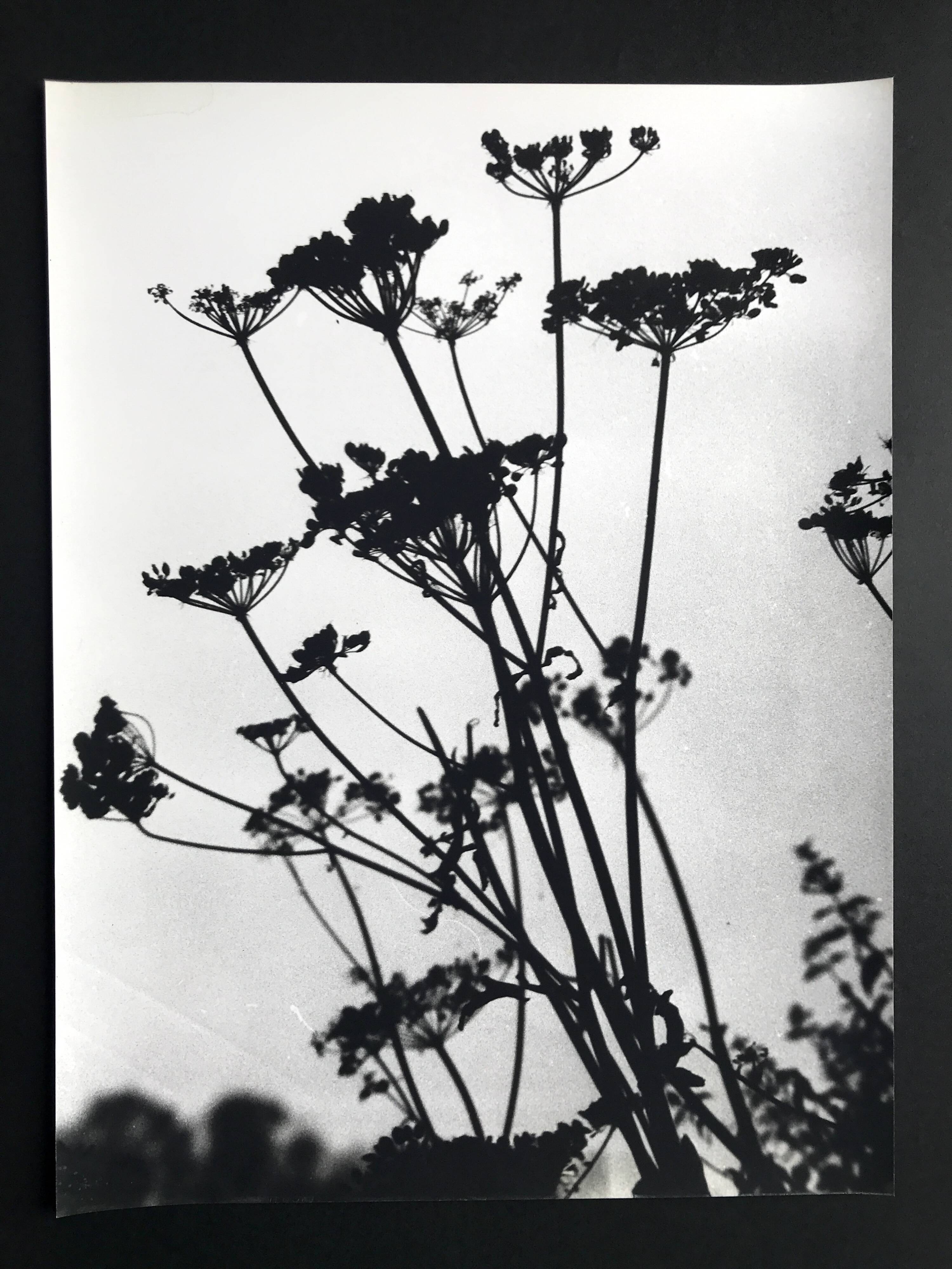 Rosine NUSIMOVICI, Untitled (Umbelliferae), c 1980. Black and white silver print