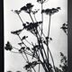 Rosine NUSIMOVICI, Untitled (Umbelliferae), c 1980. Black and white silver print
