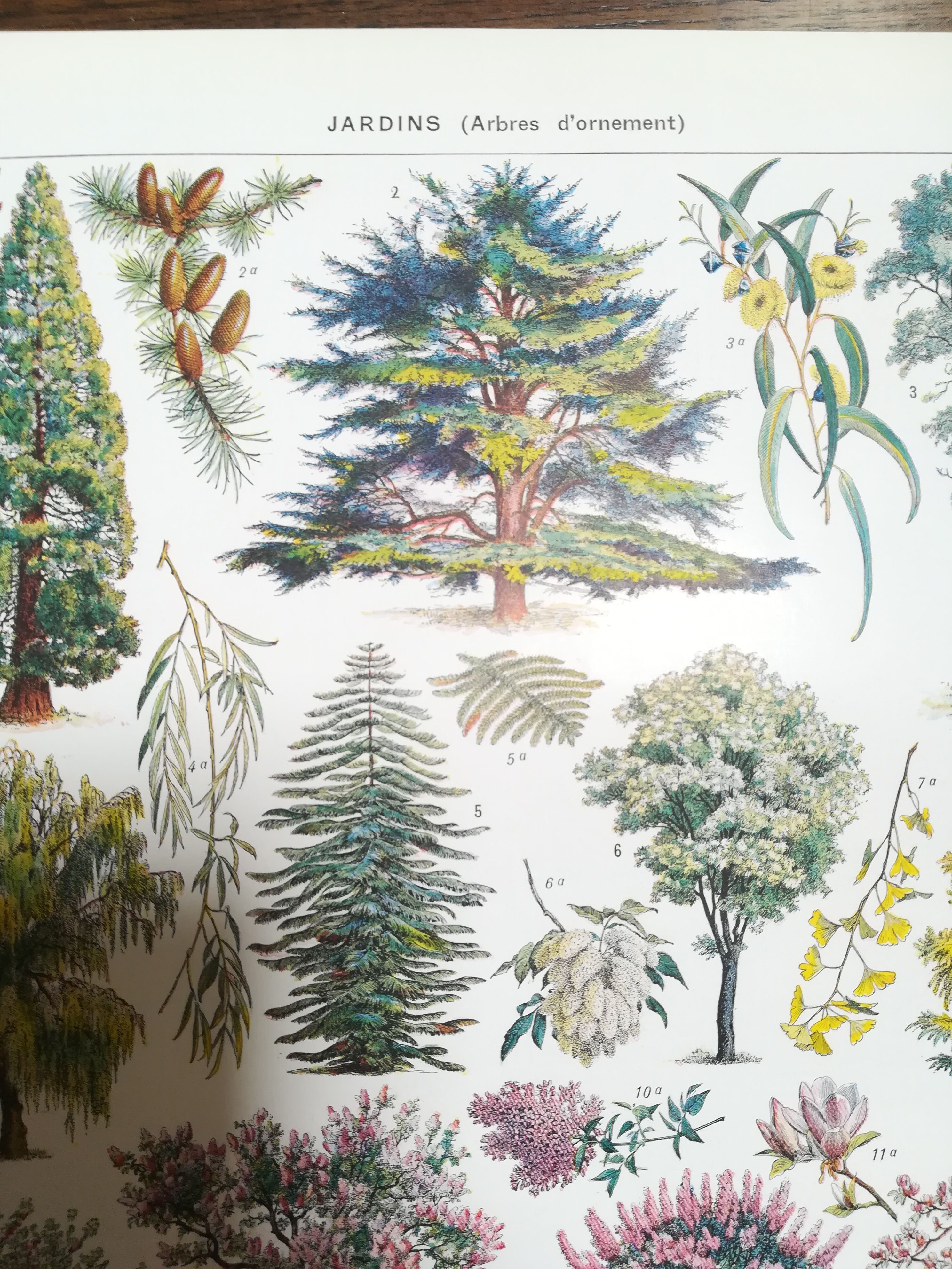 Lithograph on garden trees "cedar"
