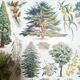 Lithograph on garden trees "cedar"