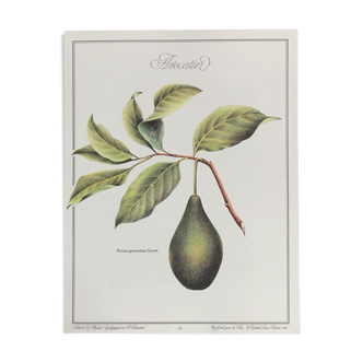 Planche botanique l'avocatier