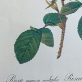 Affiche Rosier Mousseux par PJ Redouté