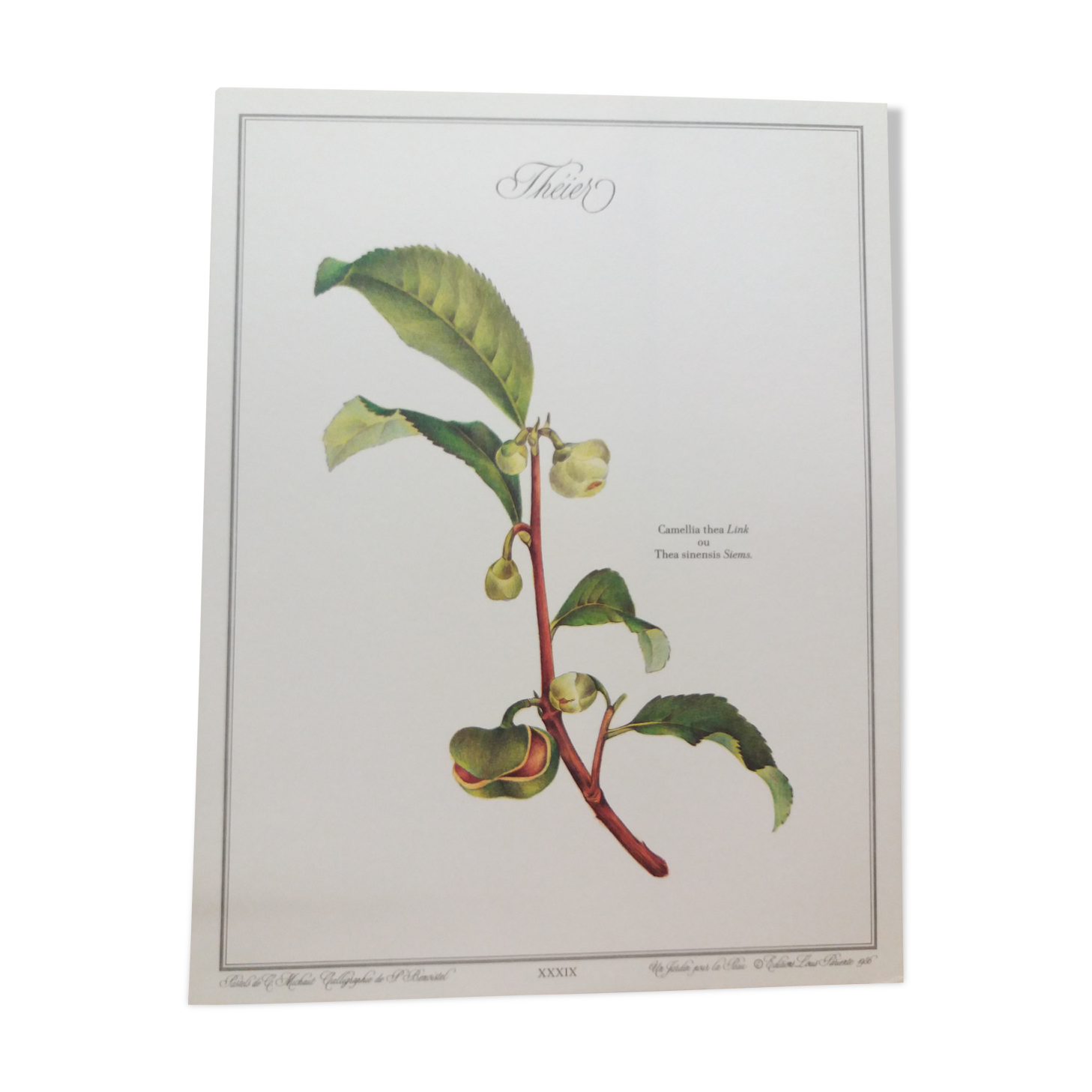 Botanical Tea tree poster