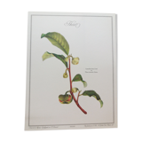 Botanical Tea tree poster