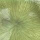 Set de 6 assiettes verte effet feuilles