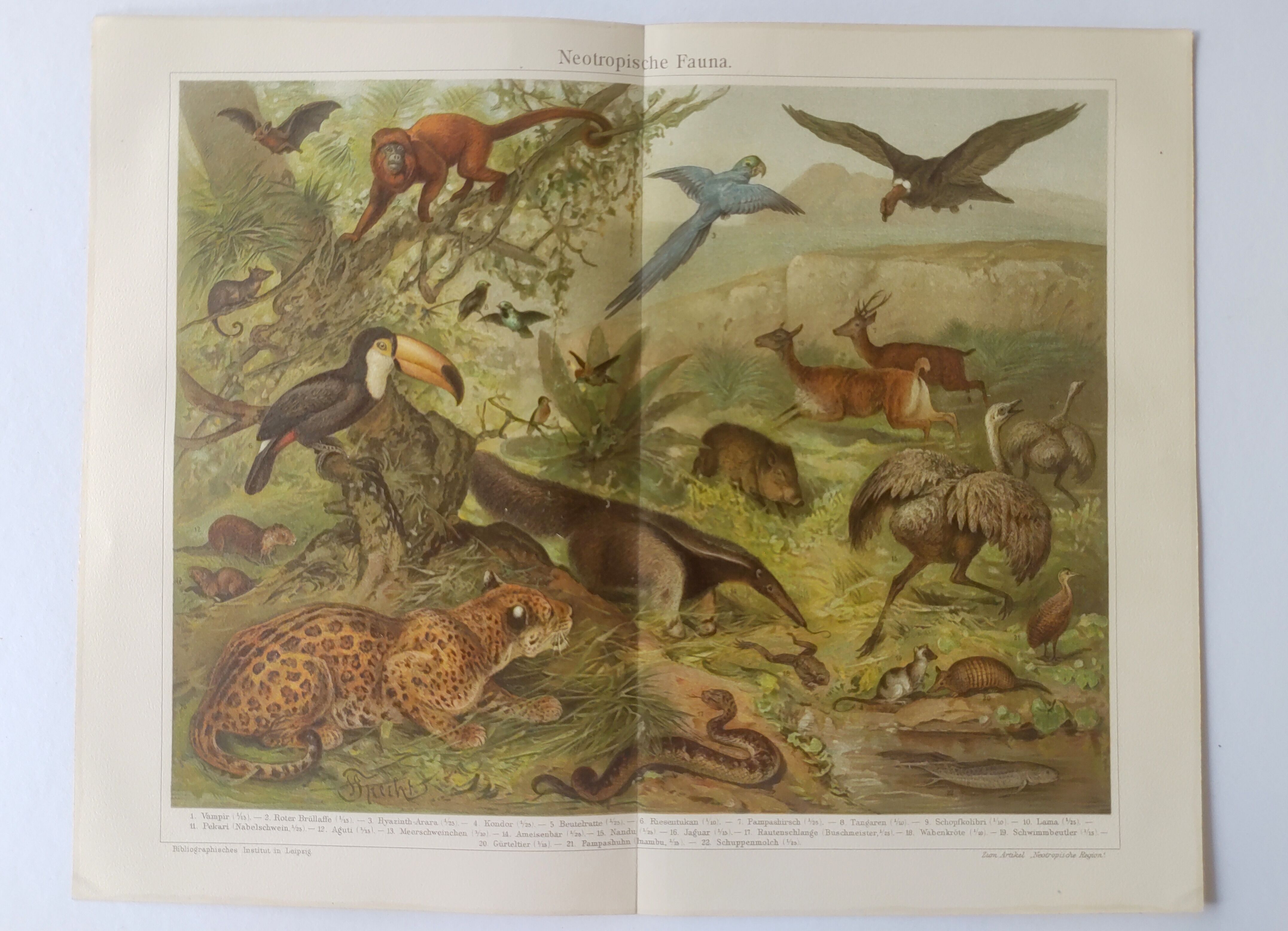 Gravure ancienne - Animaux d'Amérique du sud - Chromo-Lithographie de 1909