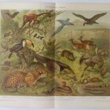 Gravure ancienne - Animaux d'Amérique du sud - Chromo-Lithographie de 1909