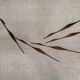 Set of five teak bird wall art, Denmark, 1960s