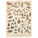 Planche ancienne sur les insectes 1897