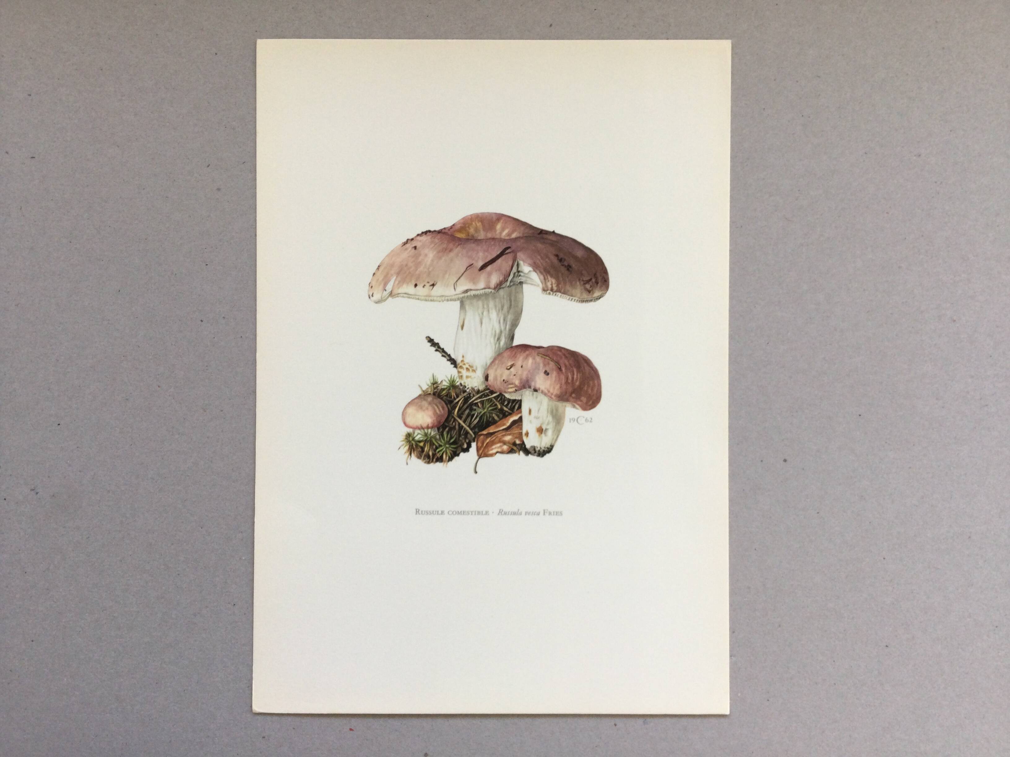Botanical Illustration Mushrooms Russula Vintage Print 60s