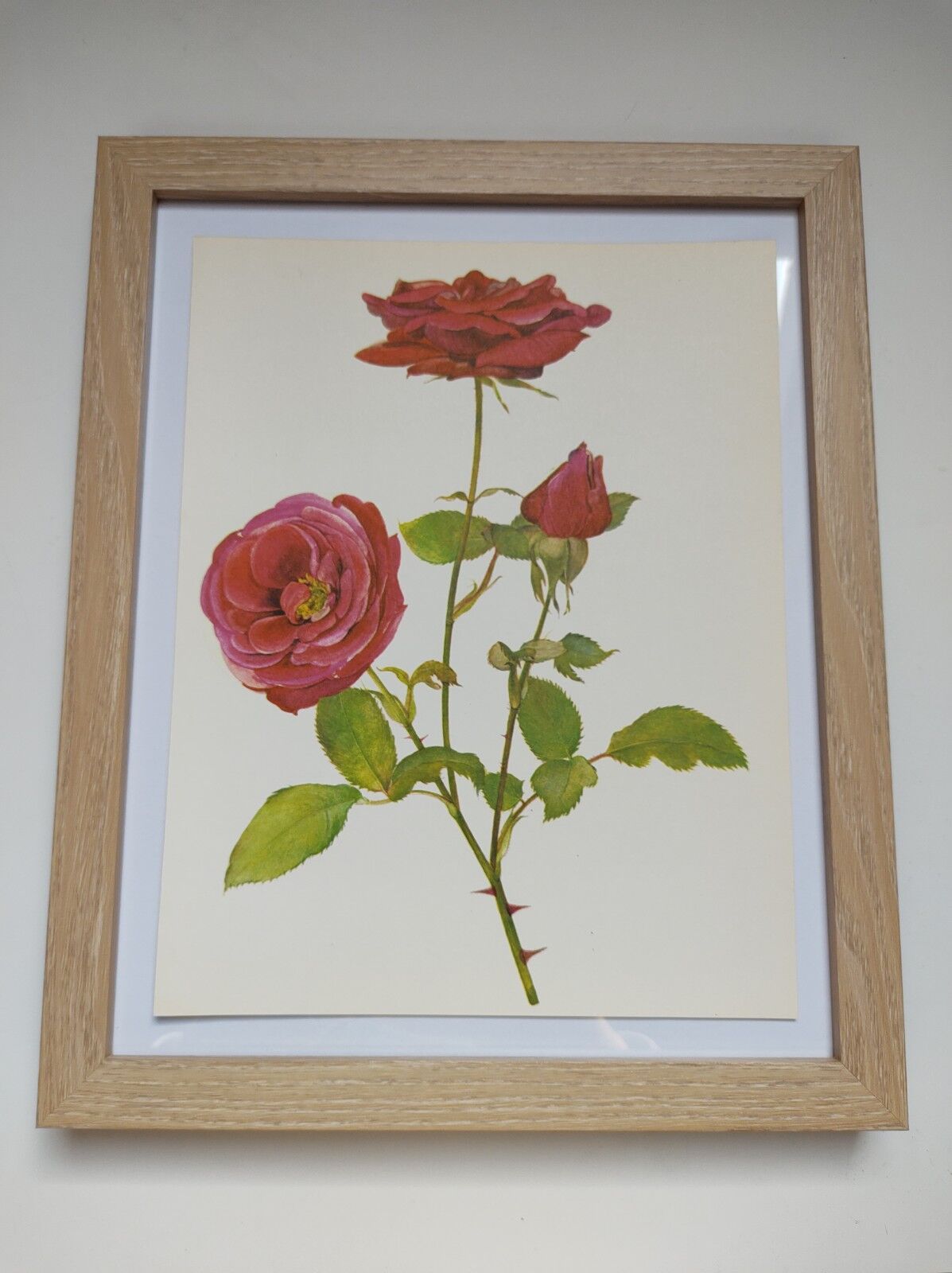 Illustration botanique de rose