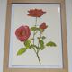 Illustration botanique de rose