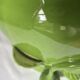 Glazed green cache-pot
