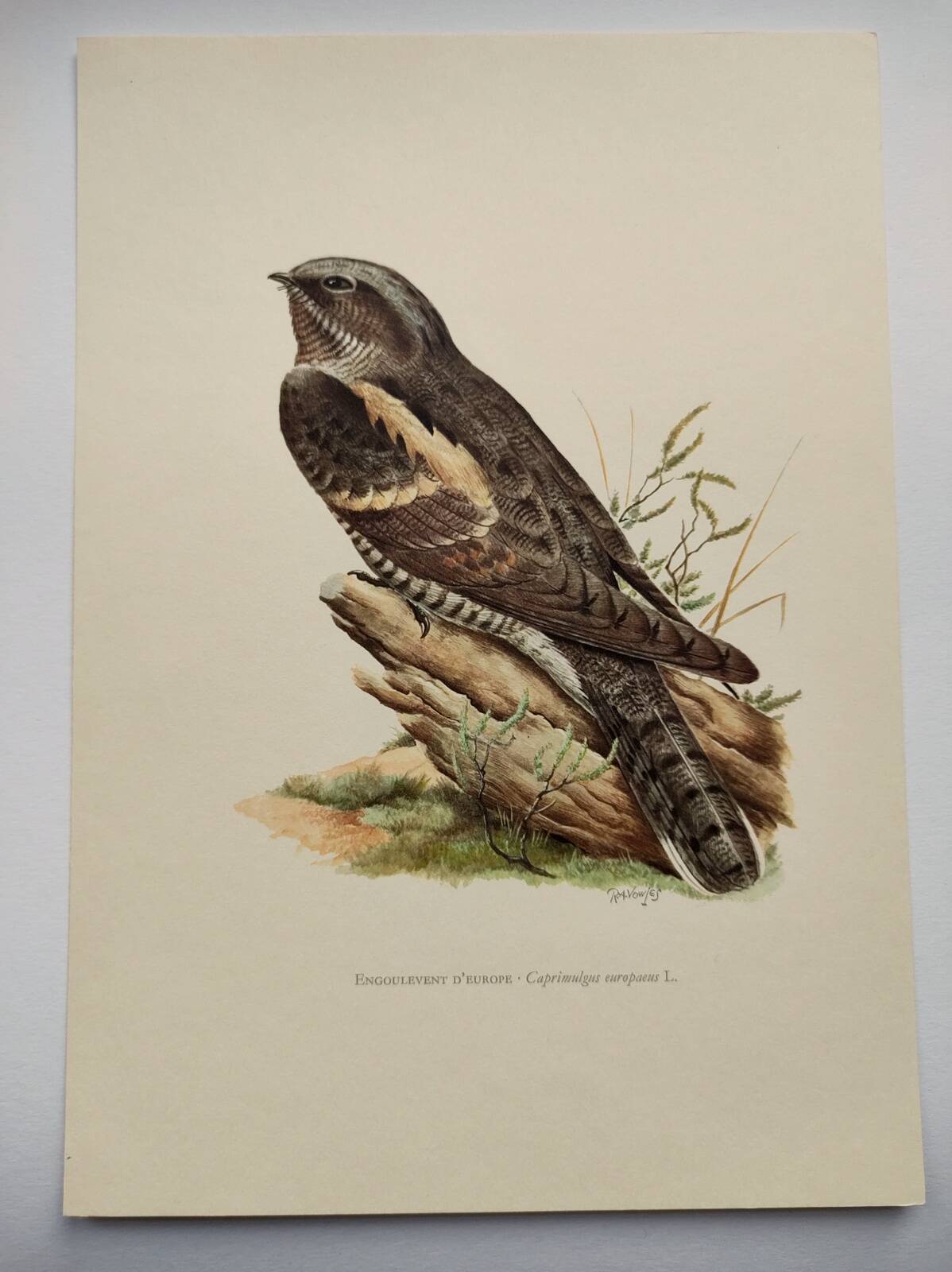 Bird illustration 1960s - European nightjar - Vintage zoological and ornithological image