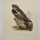 Bird illustration 1960s - European nightjar - Vintage zoological and ornithological image