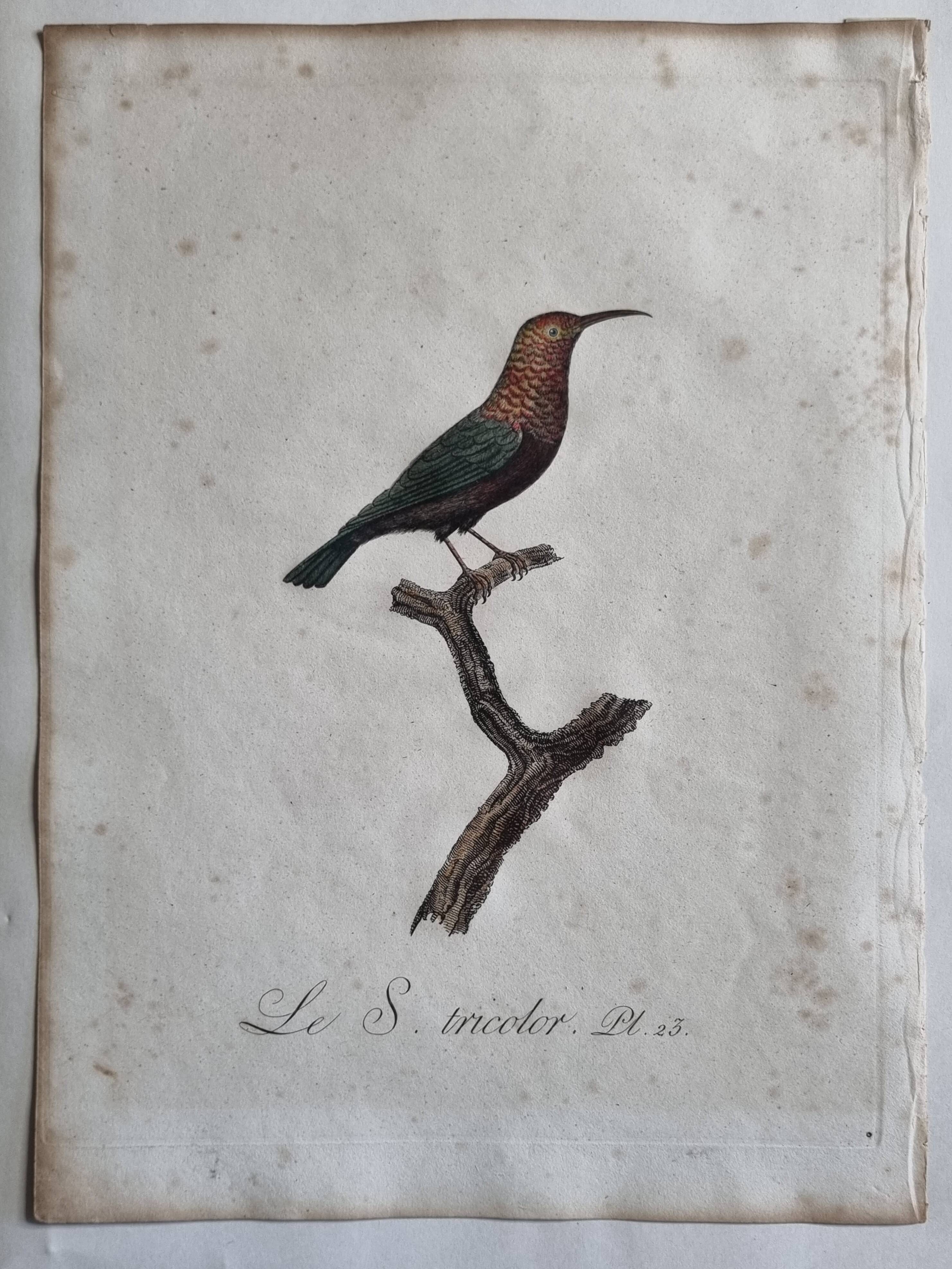 Ornithological engravings Audebert & Vieillot 1802 framed 50x40 cm