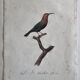 Ornithological engravings Audebert & Vieillot 1802 framed 50x40 cm